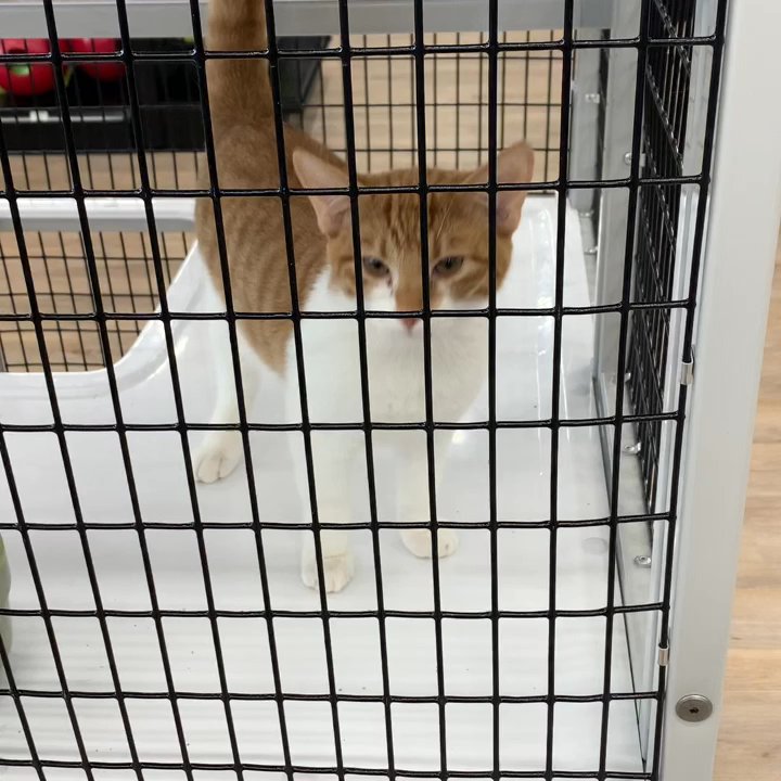 Pet Supermarket - Pet Groomers Near Me - Canton, Georgia