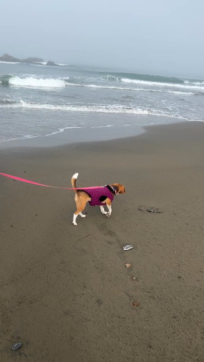 Shamel Park - Parks Near Me - Cambria, California