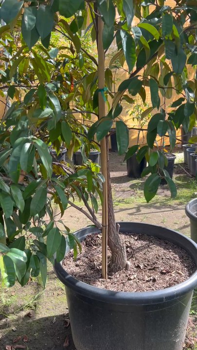 Mimosa Nursery - 4/3/26 I'm amazed these caimito are thriving here - Nurseries & Gardening Near Me - Rosemead, California
