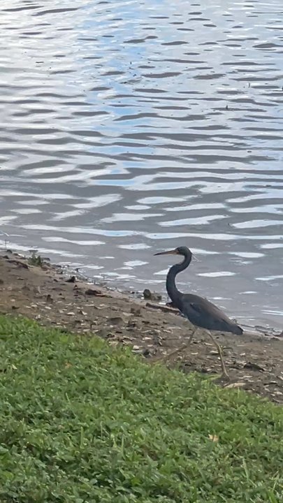 Windmill Park - Tricolored Heron - Dog Parks Near Me - Coconut Creek, Florida