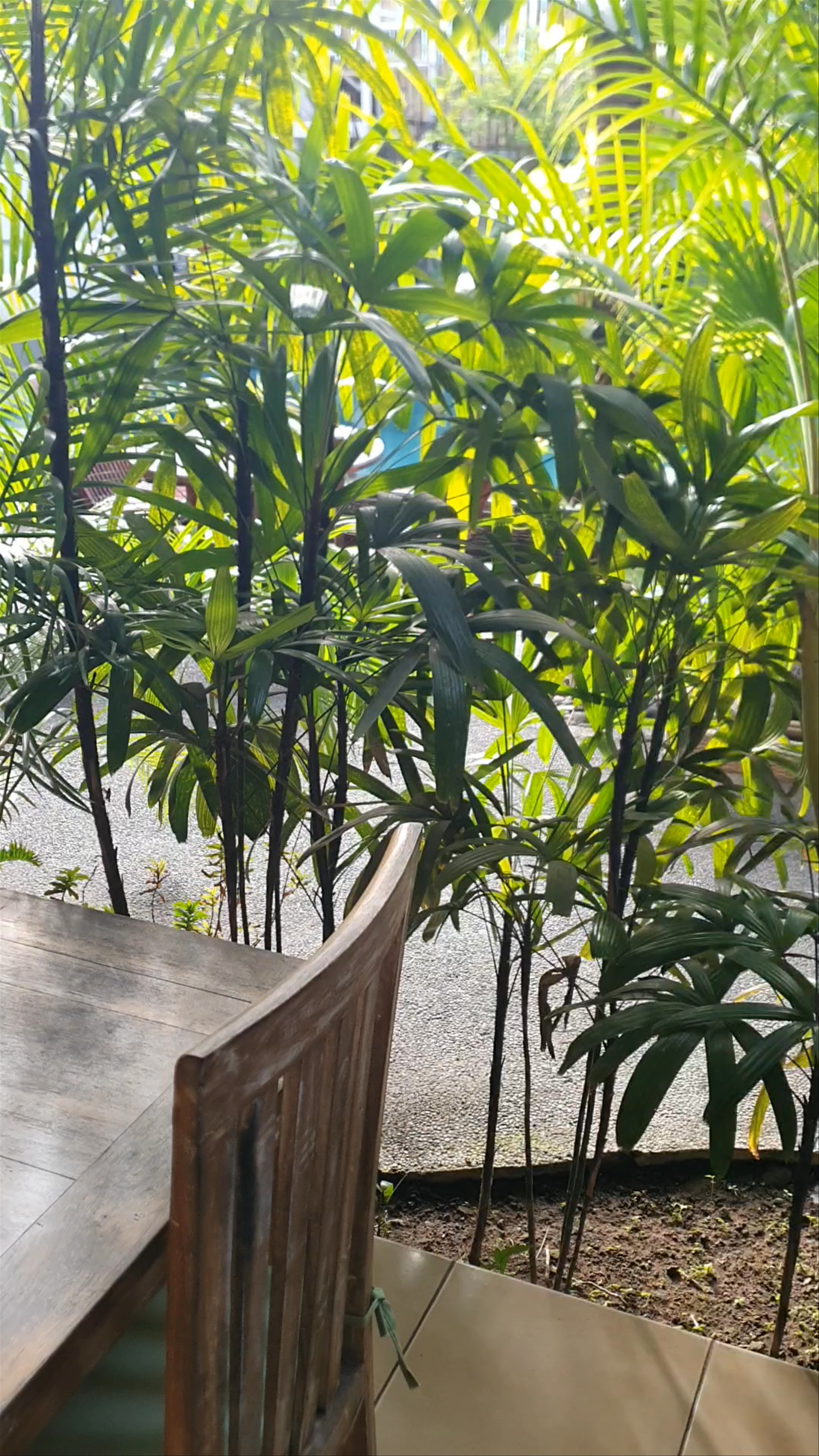 Morning Coffee and Tropical Breakfast at Villa Di Amed, Bali
