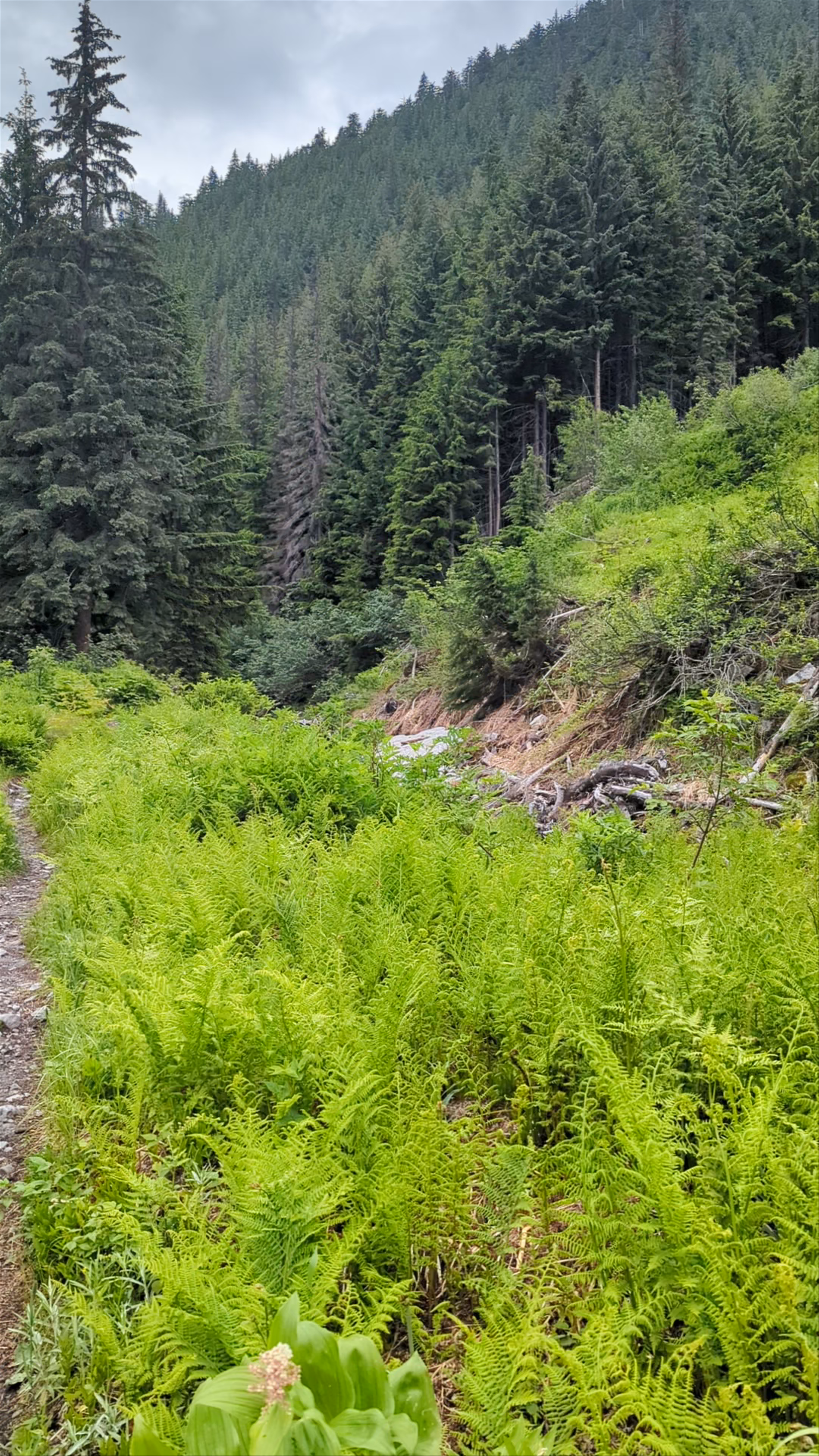 Hemlock Grove Boardwalk