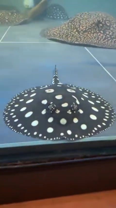 Black diamond stingray