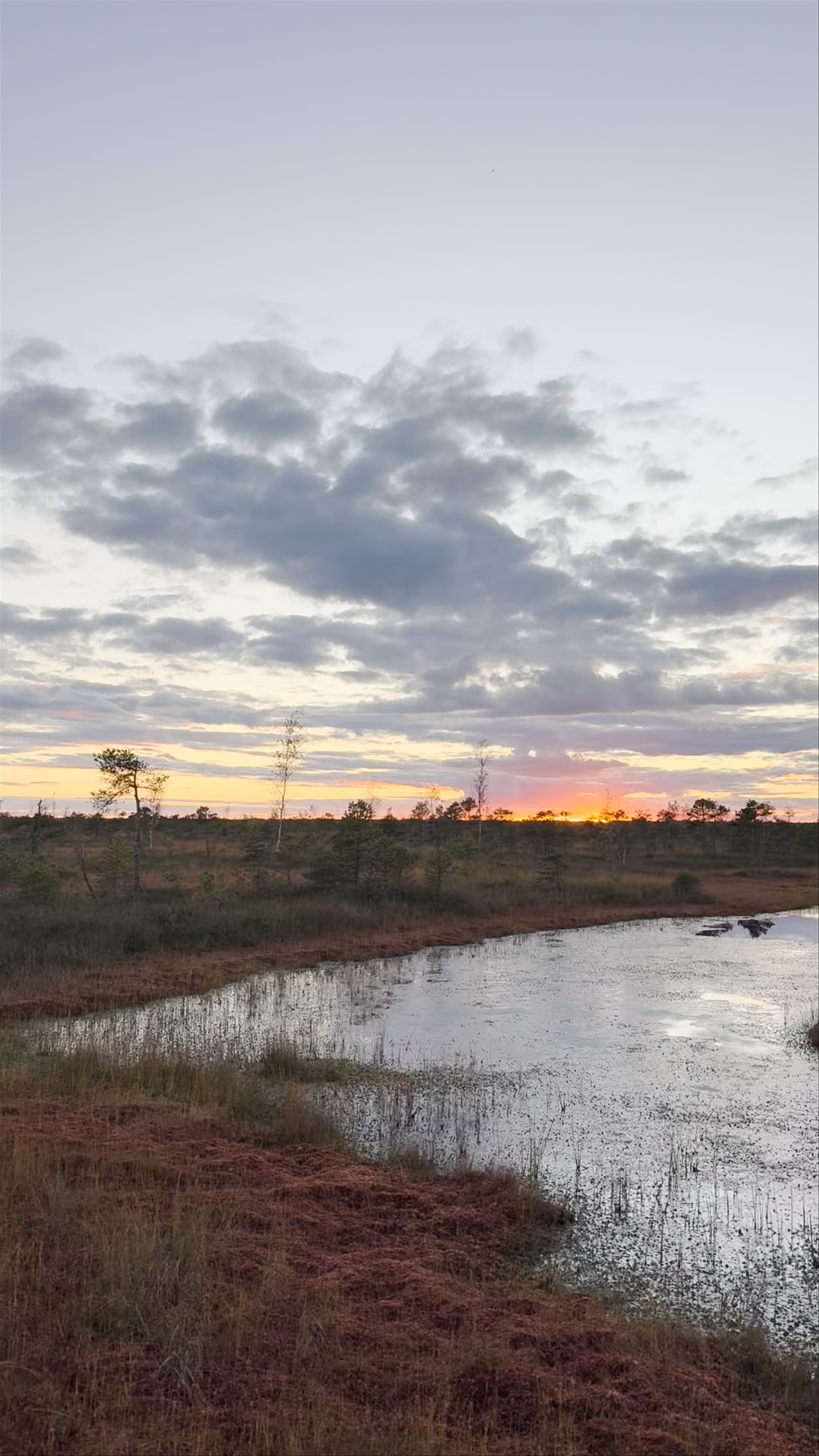 Kemeri Bog Board Walk Tower