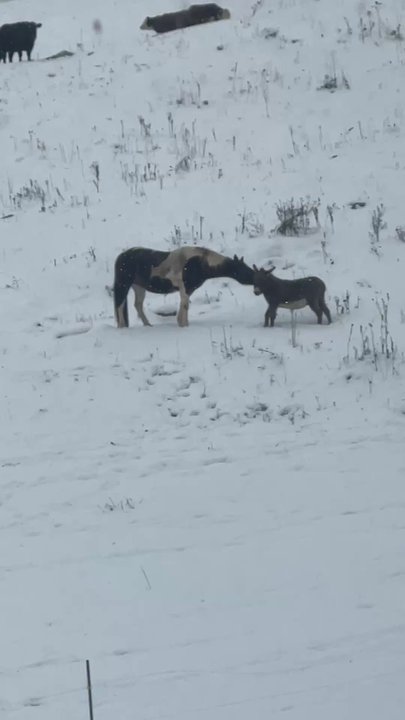 Vero Mountain - Buddies, Toby and Walter playing in the snow - Guest Houses Near Me - Mars Hill, North Carolina