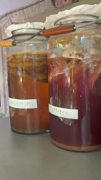 Monique's Bakery - Bubbling kombucha in process - Vegetarian Near Me - Mérida, YUC