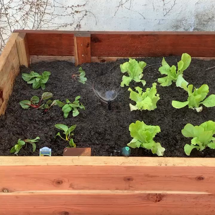 Talgarden - Our new vegetable garden!! - Lawn Services Near Me
