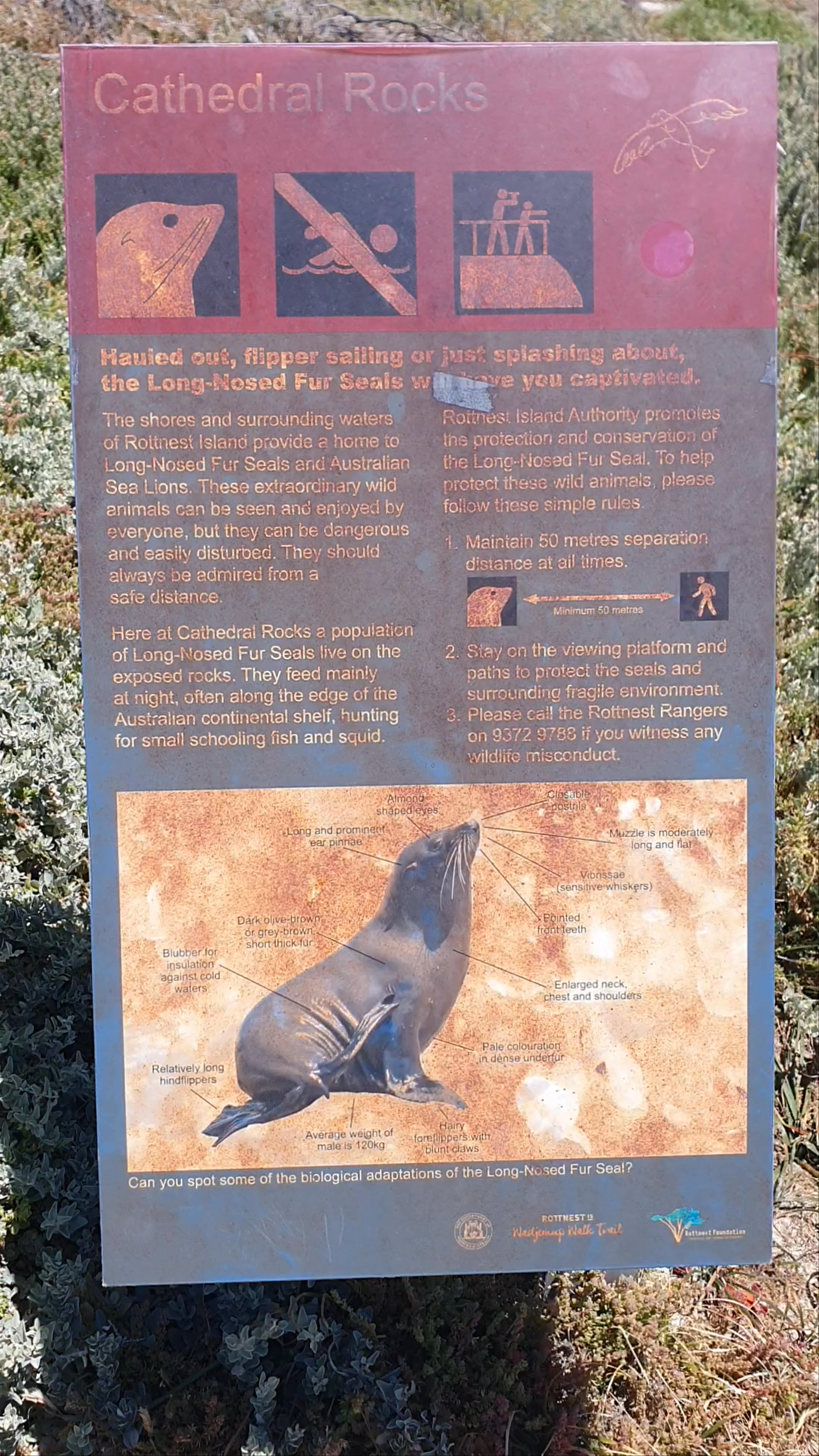 Cathedral Rocks Viewing Platform