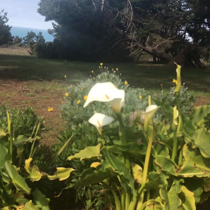 Fort Ross Lodge - Calla lilies at the entrance!! - Hotels Near Me - Jenner, California