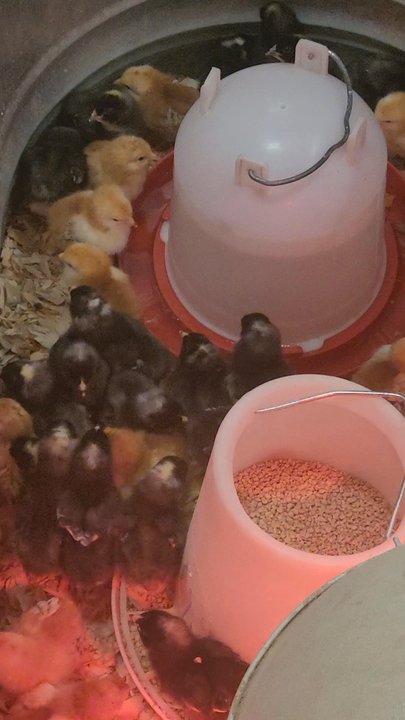 Tractor Supply - So adorable! - Department Stores Near Me - Auburn, California