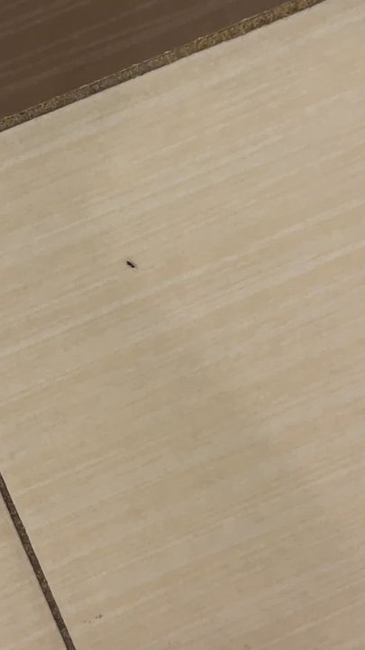 Fairfield by Marriott Inn & Suites Houma Southeast - Small Bugs in bathroom. - Venues & Event Spaces Near Me - Houma, Louisiana