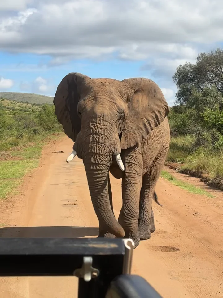 Video 9 · Joanne  · South Africa 360°: Cape Town, Table Mountain at Sunset & a Big Five Safari