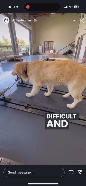 Dingo Doggies - Short clip of the dogs working out on the treadmill - Pet Training Near Me - Los Angeles, California