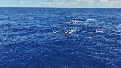 Humpback Whales in Antarctica animated gif