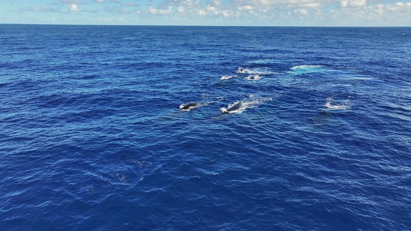 Humpback Whales in Antarctica poster