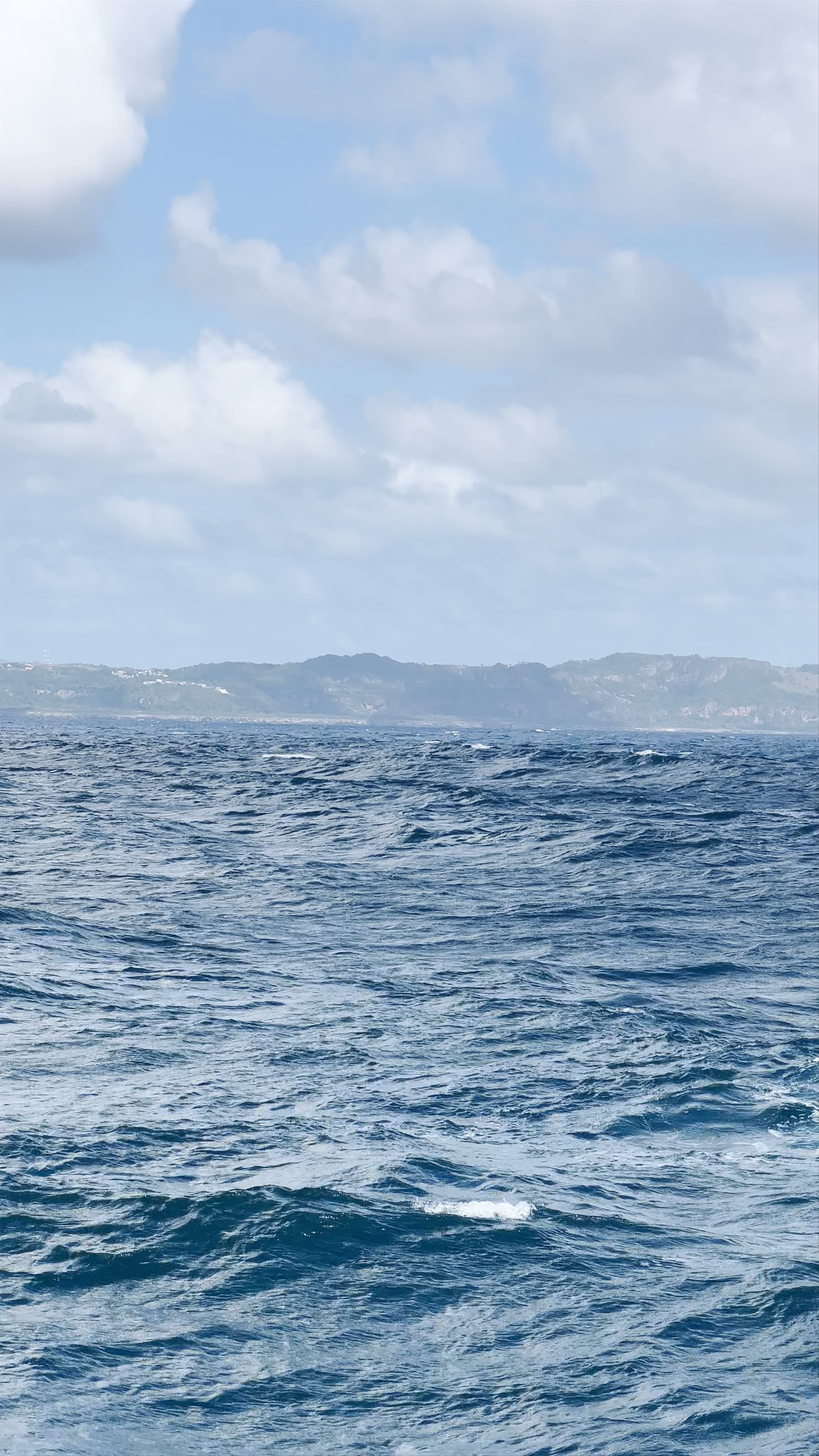 Whale Samana by Kim Beddall