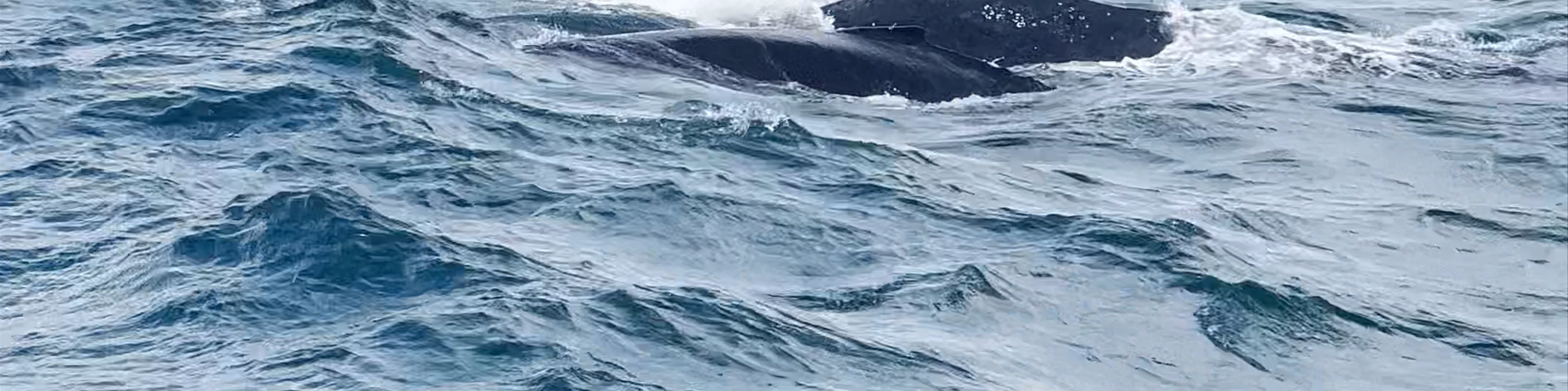 Whale Samana by Kim Beddall