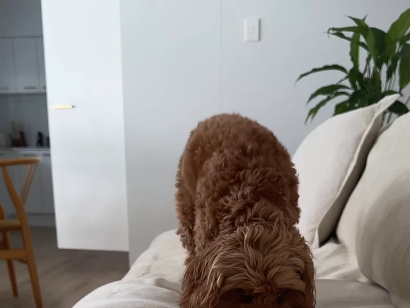 Sofa Saver