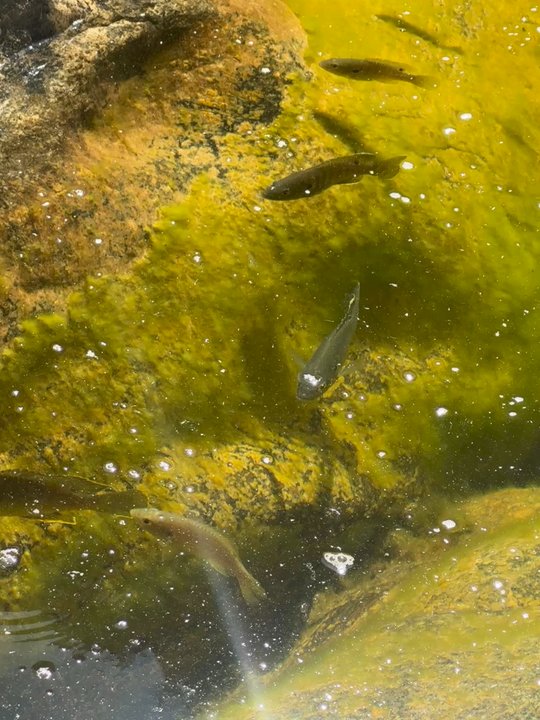 Cedar Creek Falls - Hiking Near Me - Ramona, California