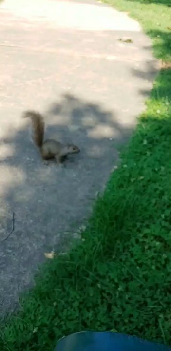 Central Park - Squirrels were everywhere - Parks Near Me - Ashland, Kentucky