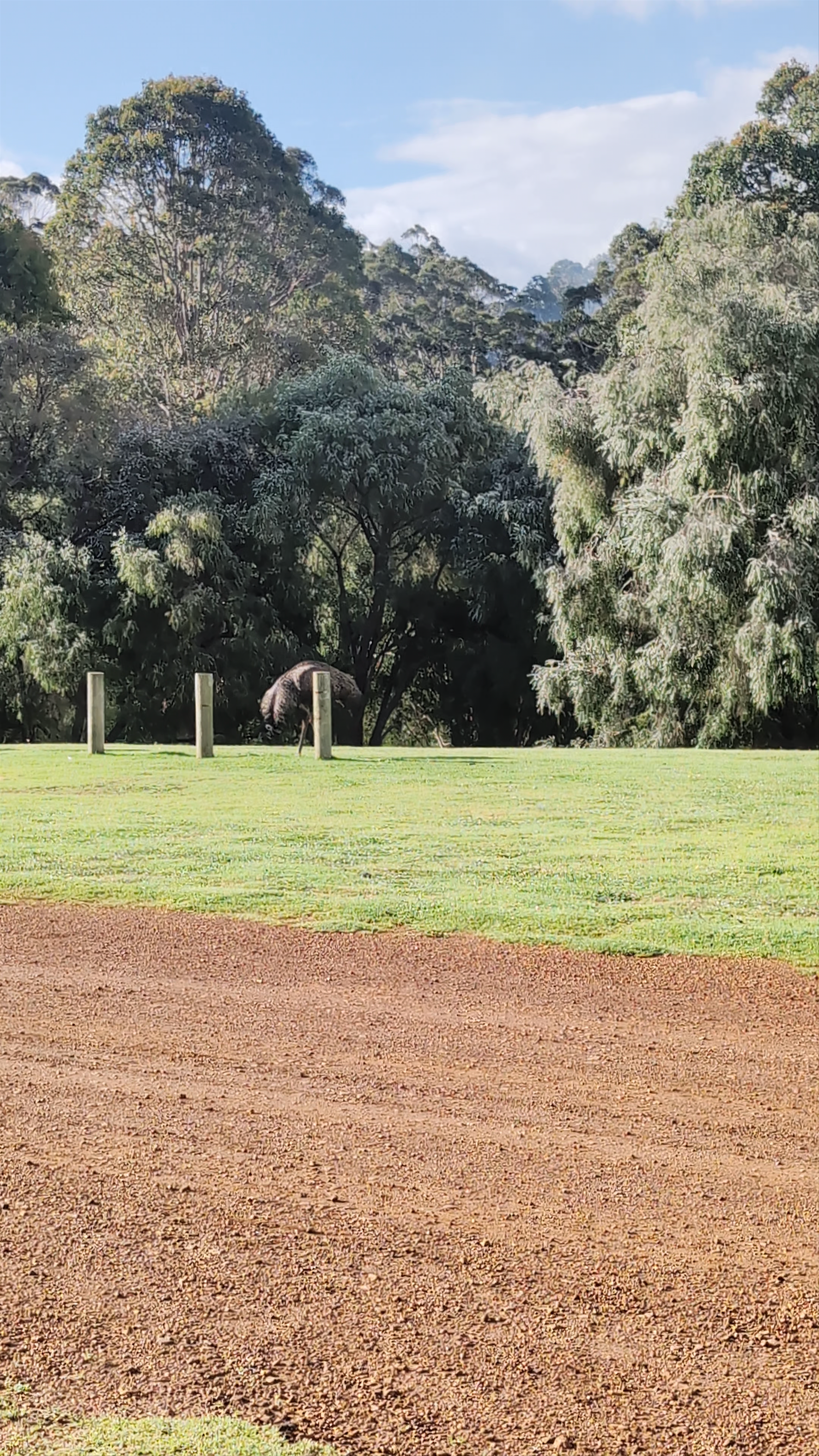 Wild Kangaroos at RAC Karri Valley Resort in Yeagarup, Western Australia
