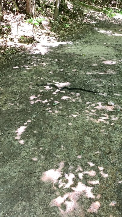 Pine Mountain - Wildlife in action (snake on the trail) - Parks Near Me - Cartersville, Georgia