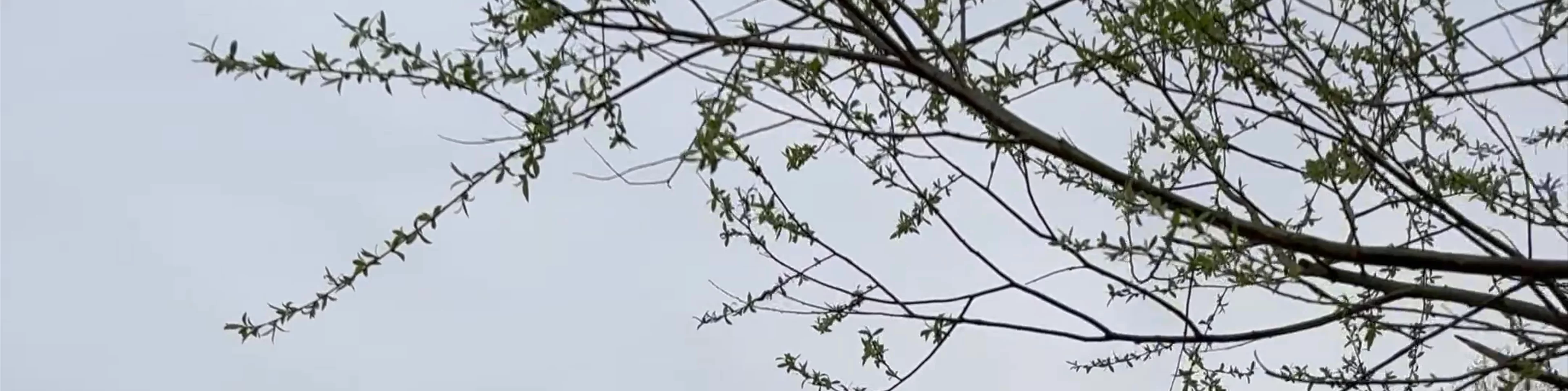 Zakrzówek