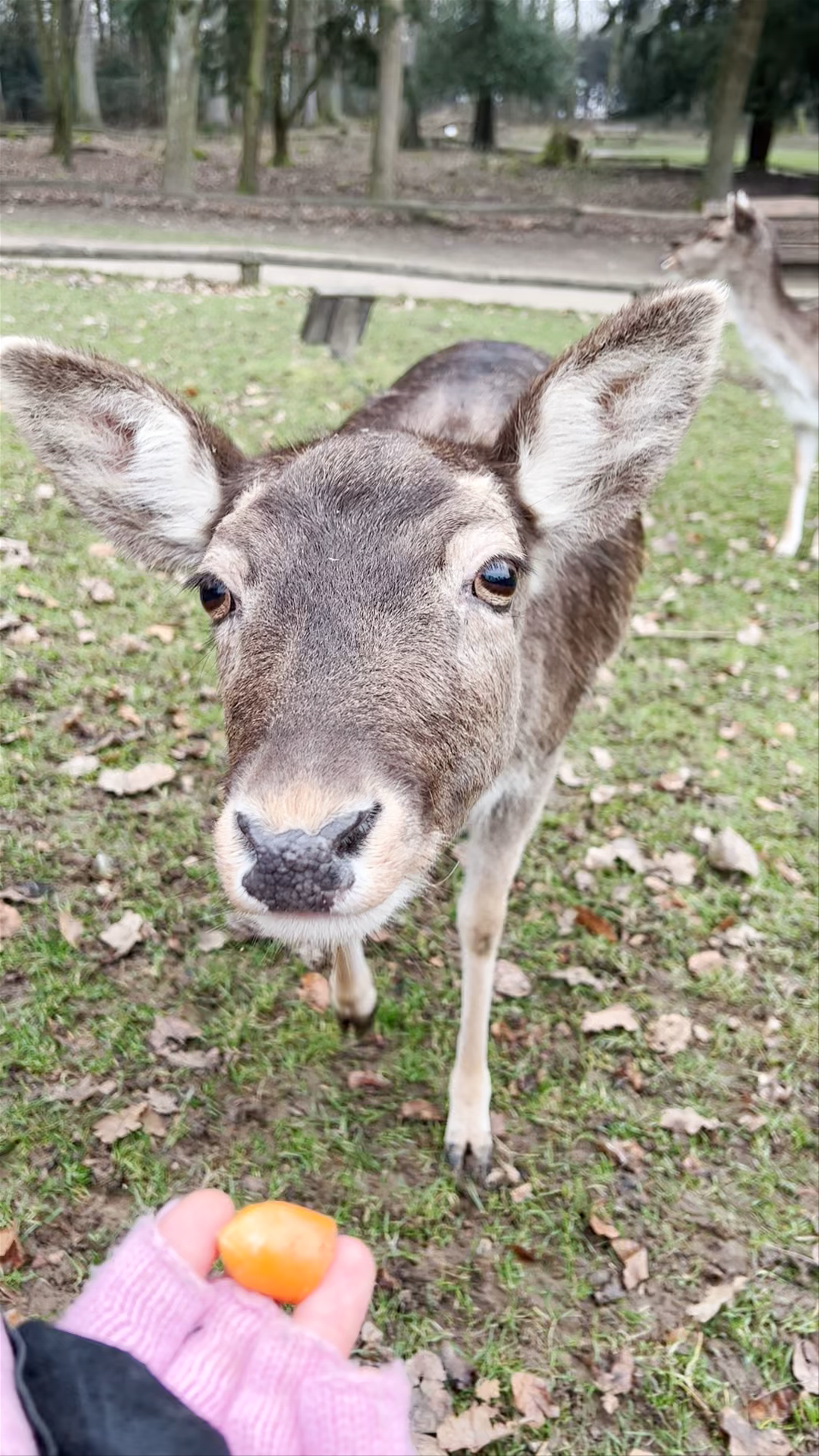 Up Close with Deer at Wildpark Grafenberger Wald, Düsseldorf