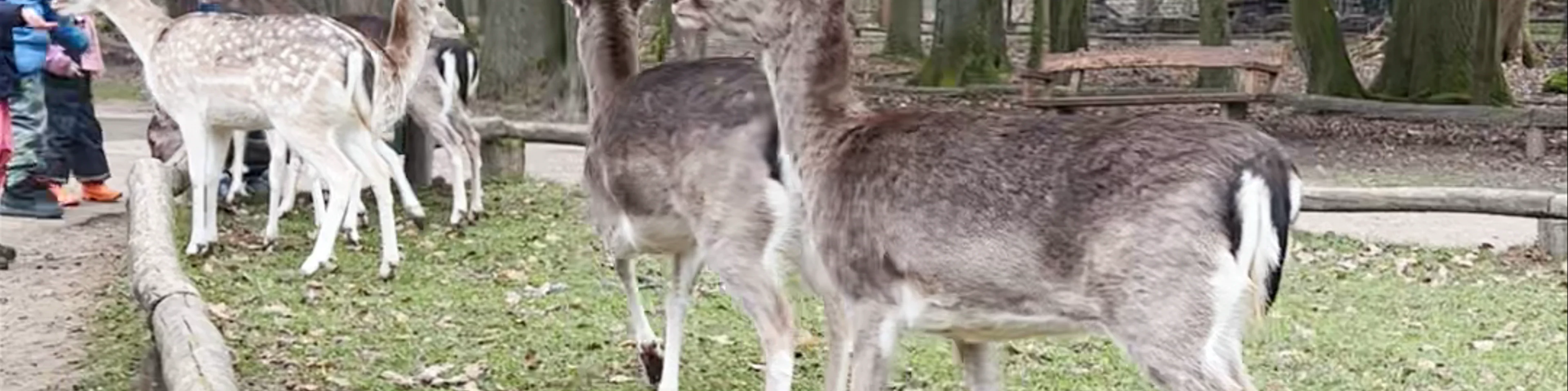 Wildpark Grafenberger Wald