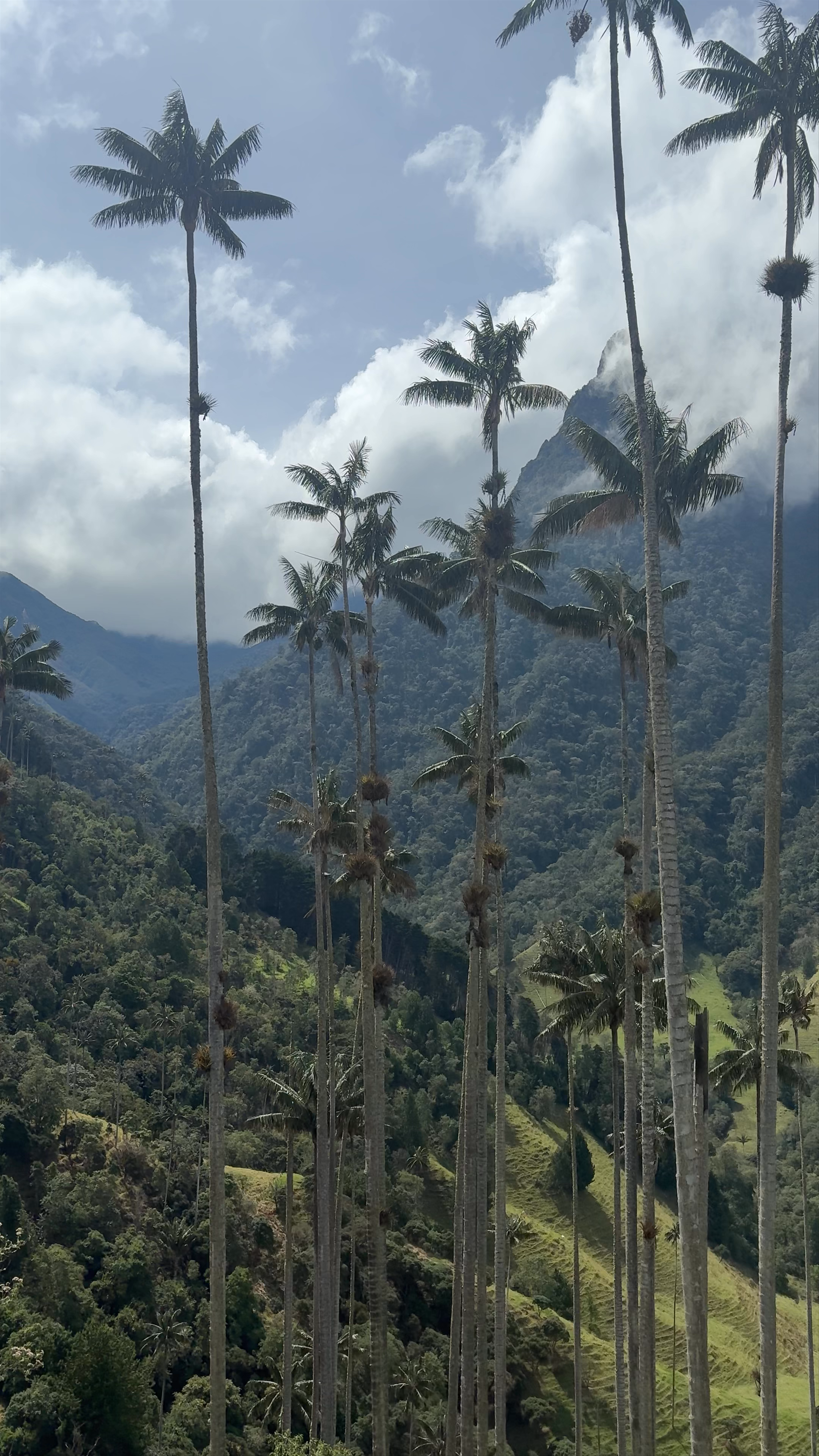 The Majestic Morrogacho Mountain: A Tropical Adventure in Salento, Colombia