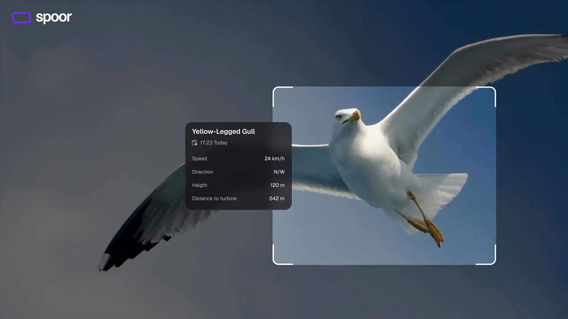 Spoor AI bird-tracking overlay on a wind farm camera feed