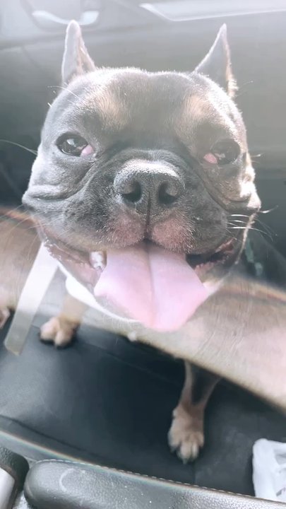 Frisco Emergency Pet Care - Von after a full recovery from his partially torn ACL. Again, can't thank the staff enough, he's one happy pup. - Veterinarians Near Me - Frisco, Texas