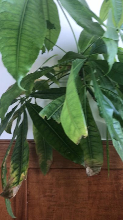 Green Peapod - Dining room - Thai Near Me - McHenry, Illinois