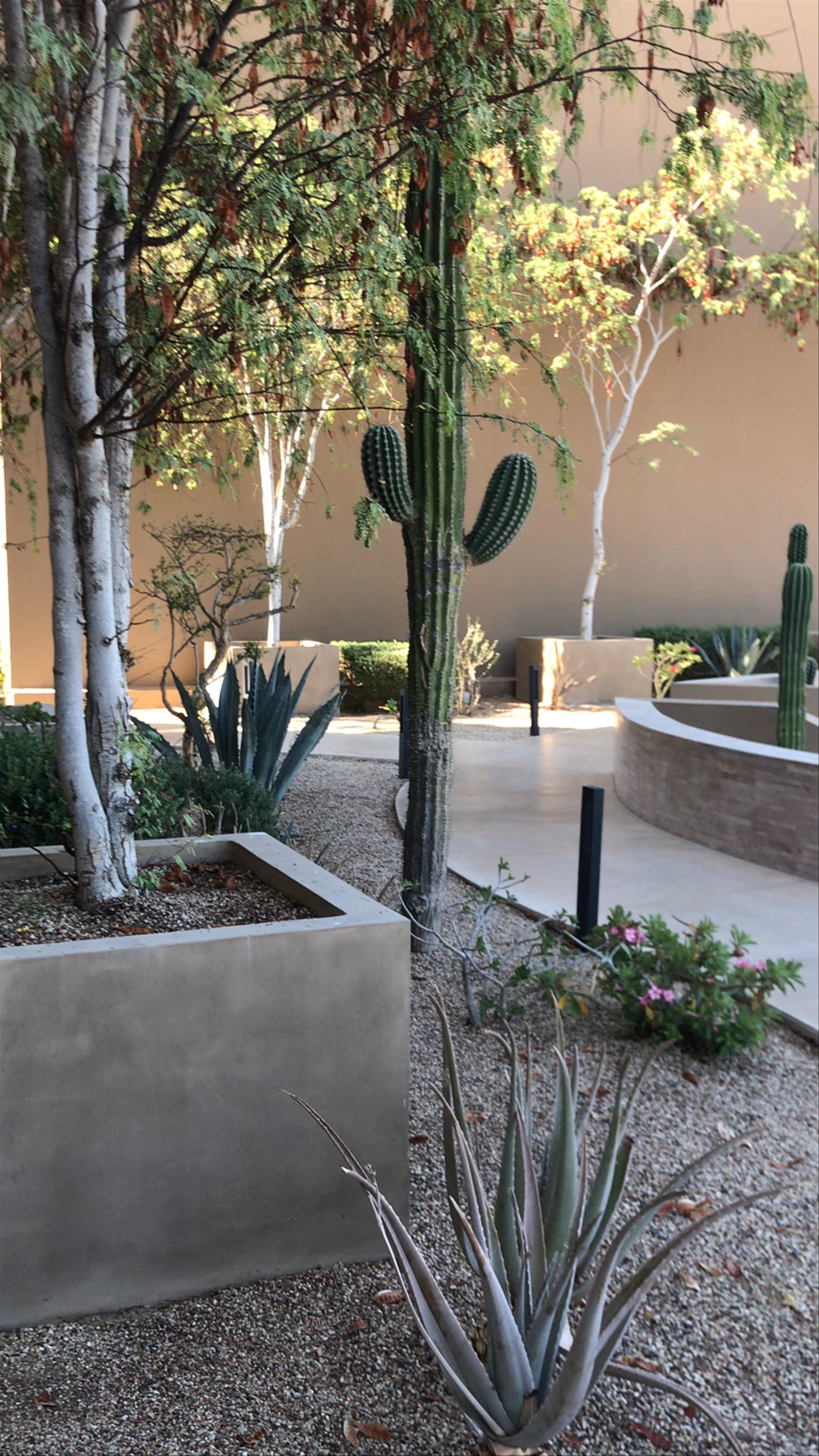JW Marriott Los Cabos Beach Resort & Spa: Desert Garden Serenity in San José del Cabo