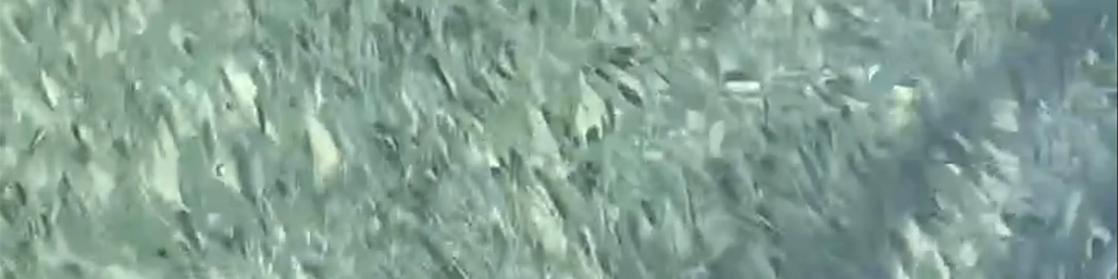Jungle sidewalk