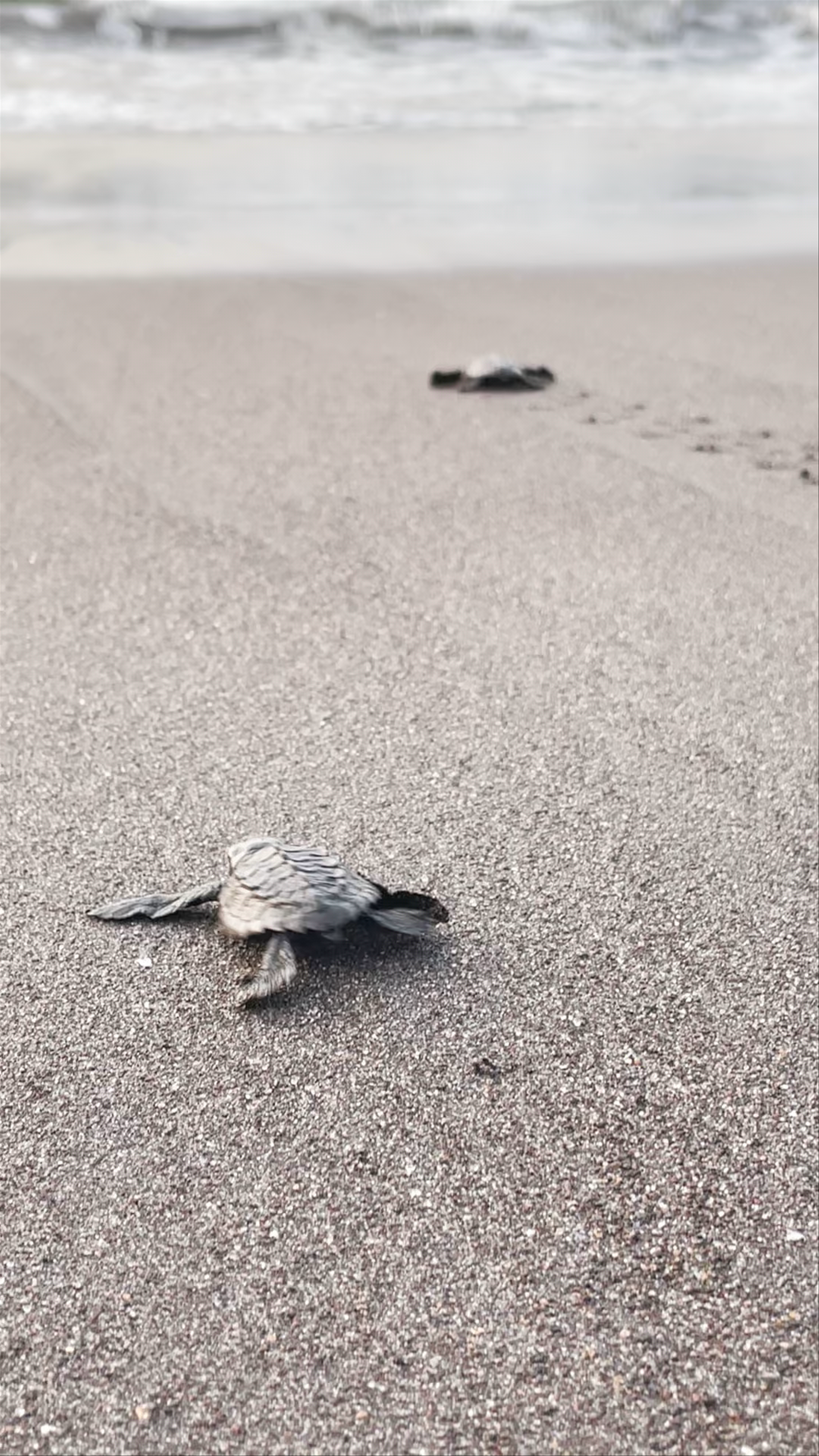 El Paredon Beach Baby Turtles Journey to the Sea