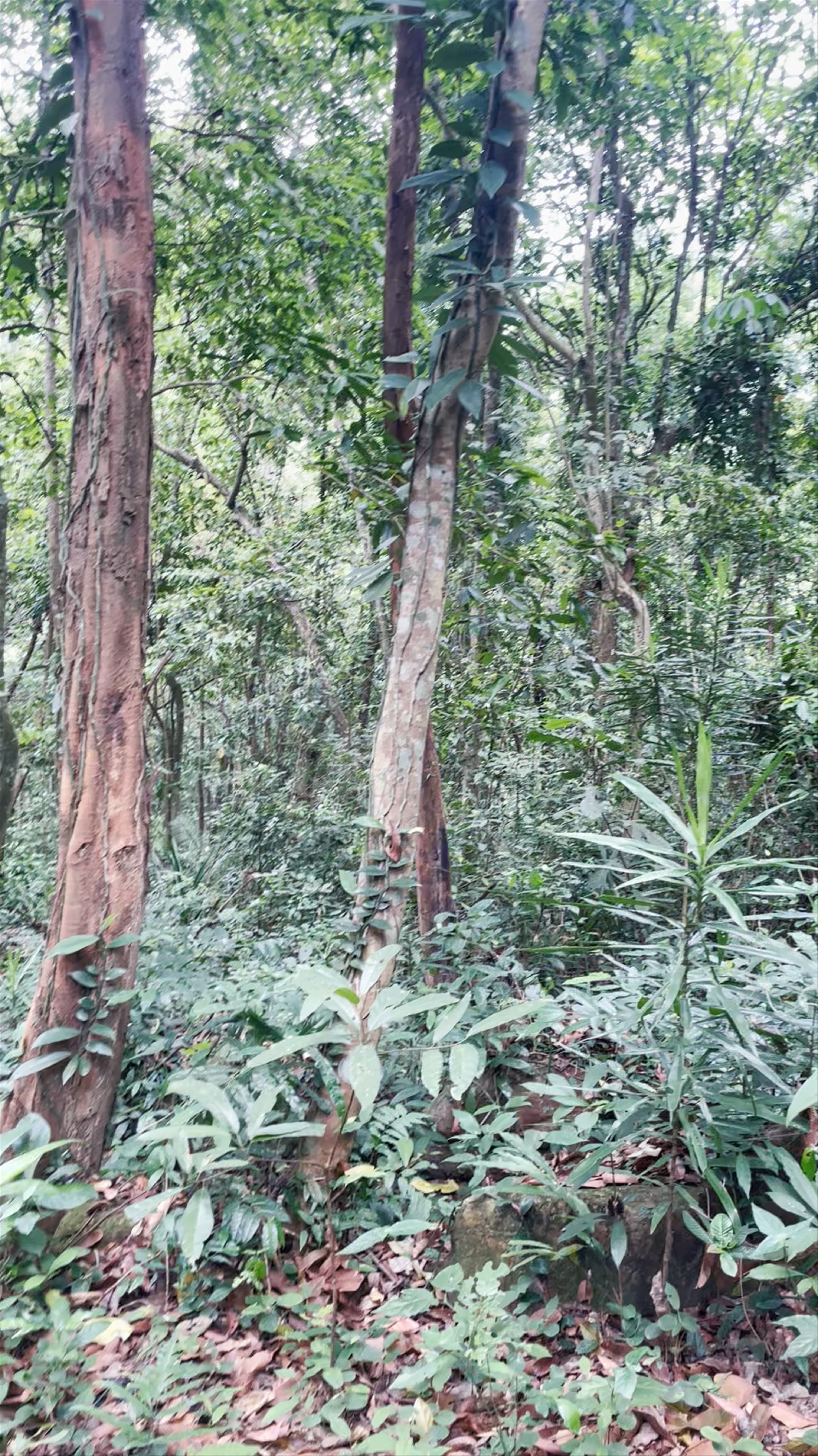 Phong Nha Botanic Garden