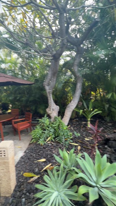Spa Without Walls - Spa garden - Day Spas Near Me - Kohala Coast, Hawaii