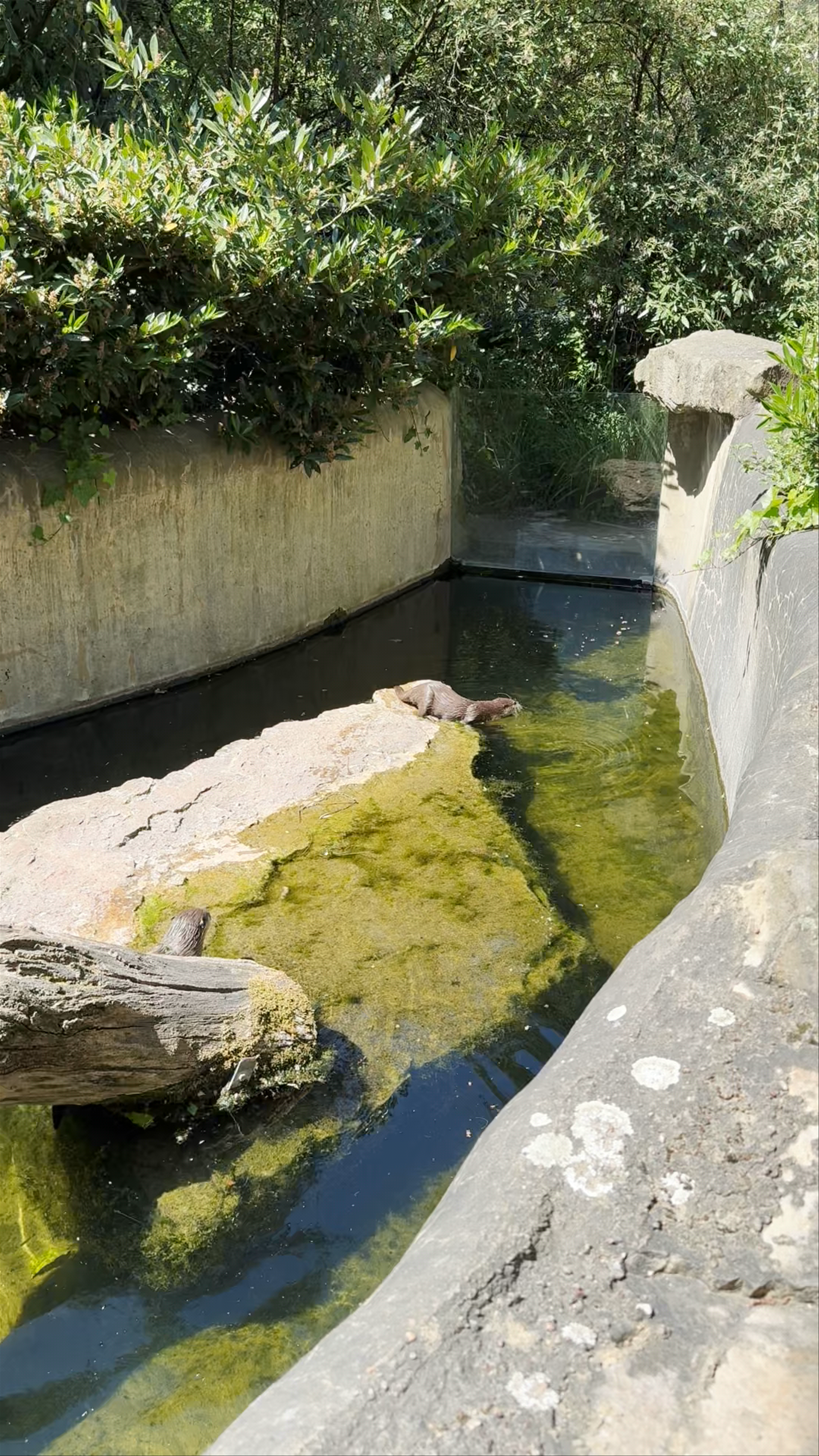 Tranquil Otter Habitat at Zoo Berlin