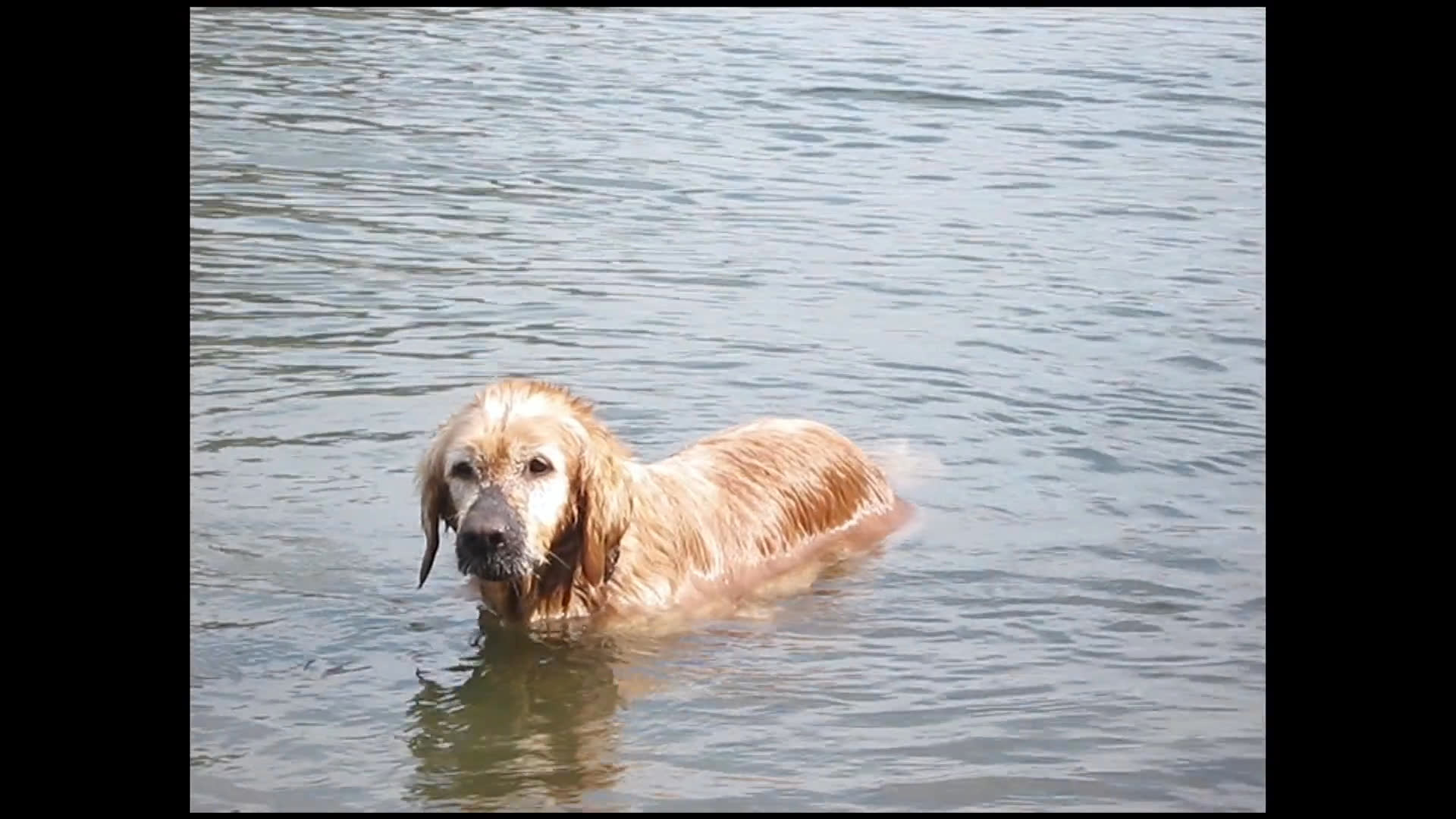 Two dogs play fetch in a lake with a tennis ball, transitioning to two men viewing the footage on a computer in an office setting. The men engage in a thoughtful discussion about the activity displayed on the screen.