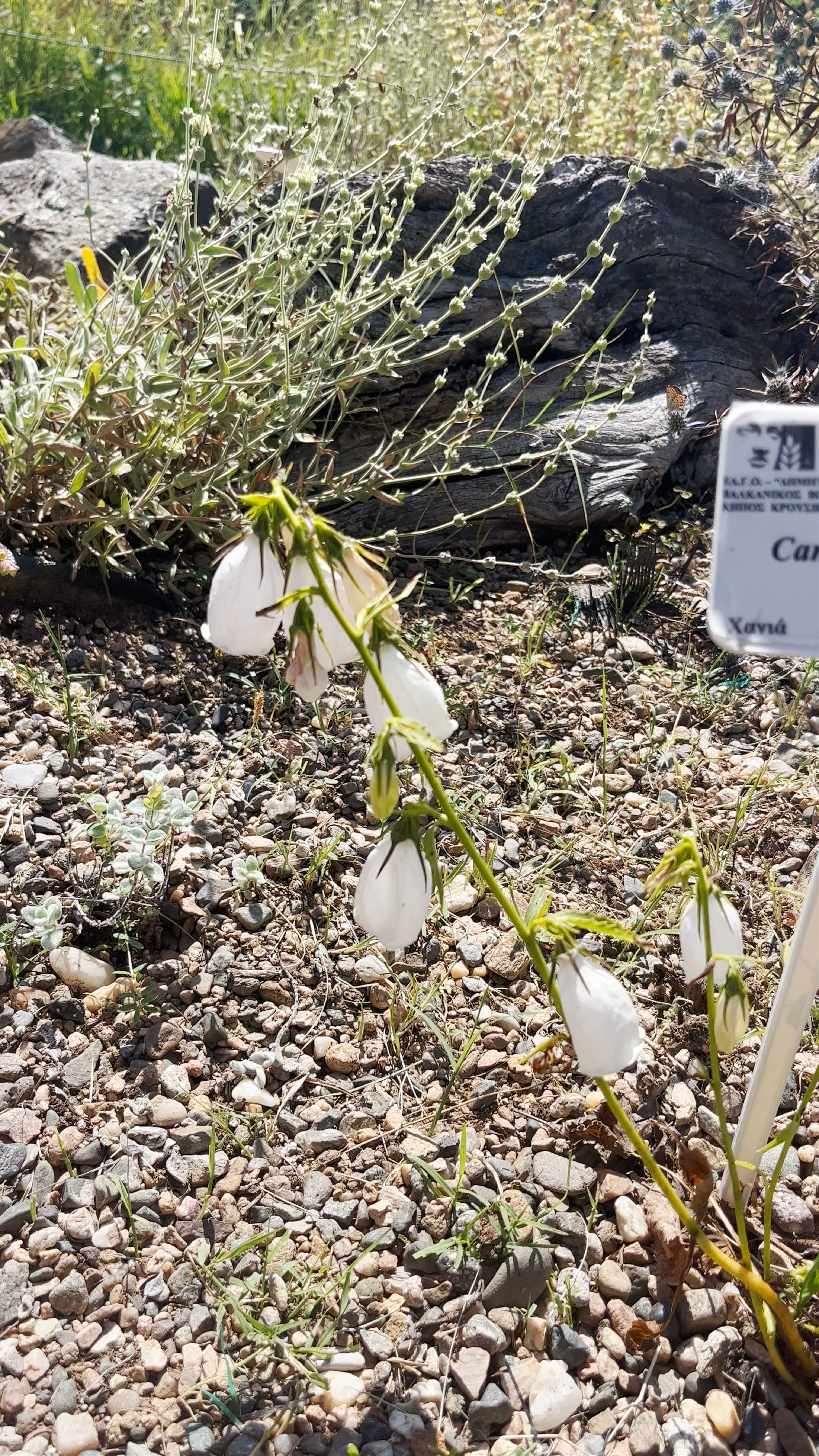 Balkan Botanic Garden of Kroussia