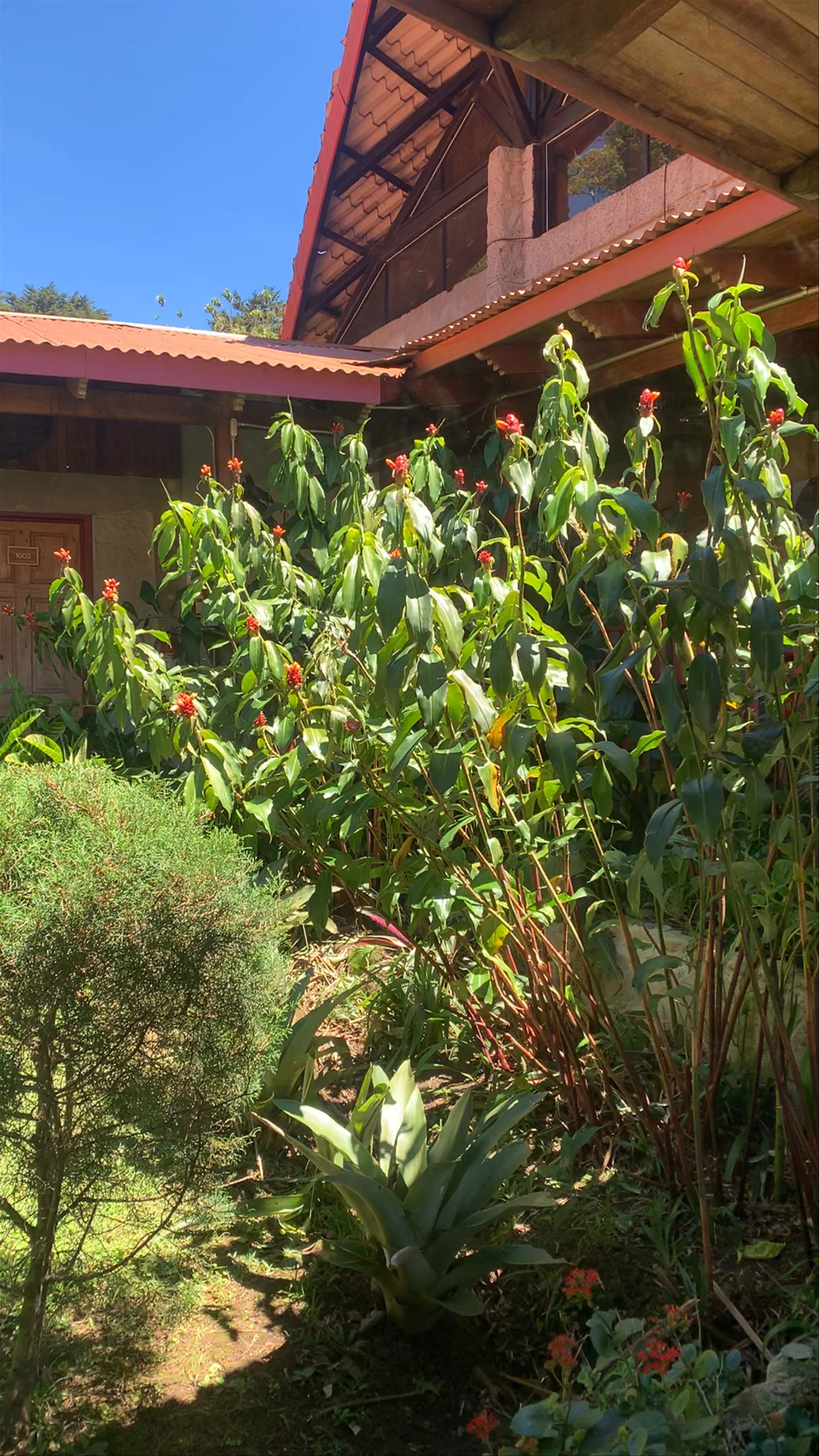 Selina Hostel - Monteverde