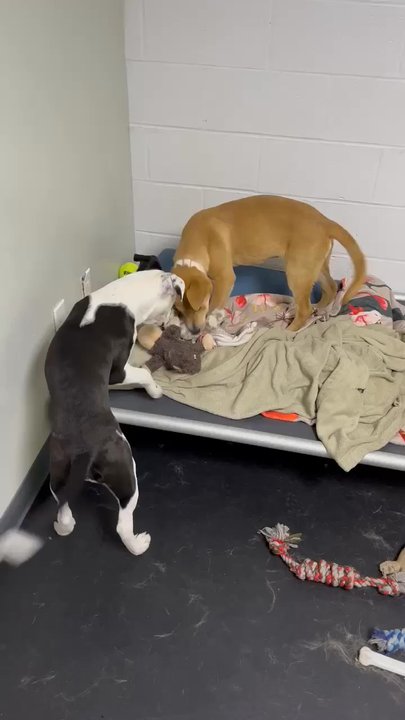Take Five Dogcare - Small group play when he first started going. - Pet Sitting Near Me - Lee, New Hampshire