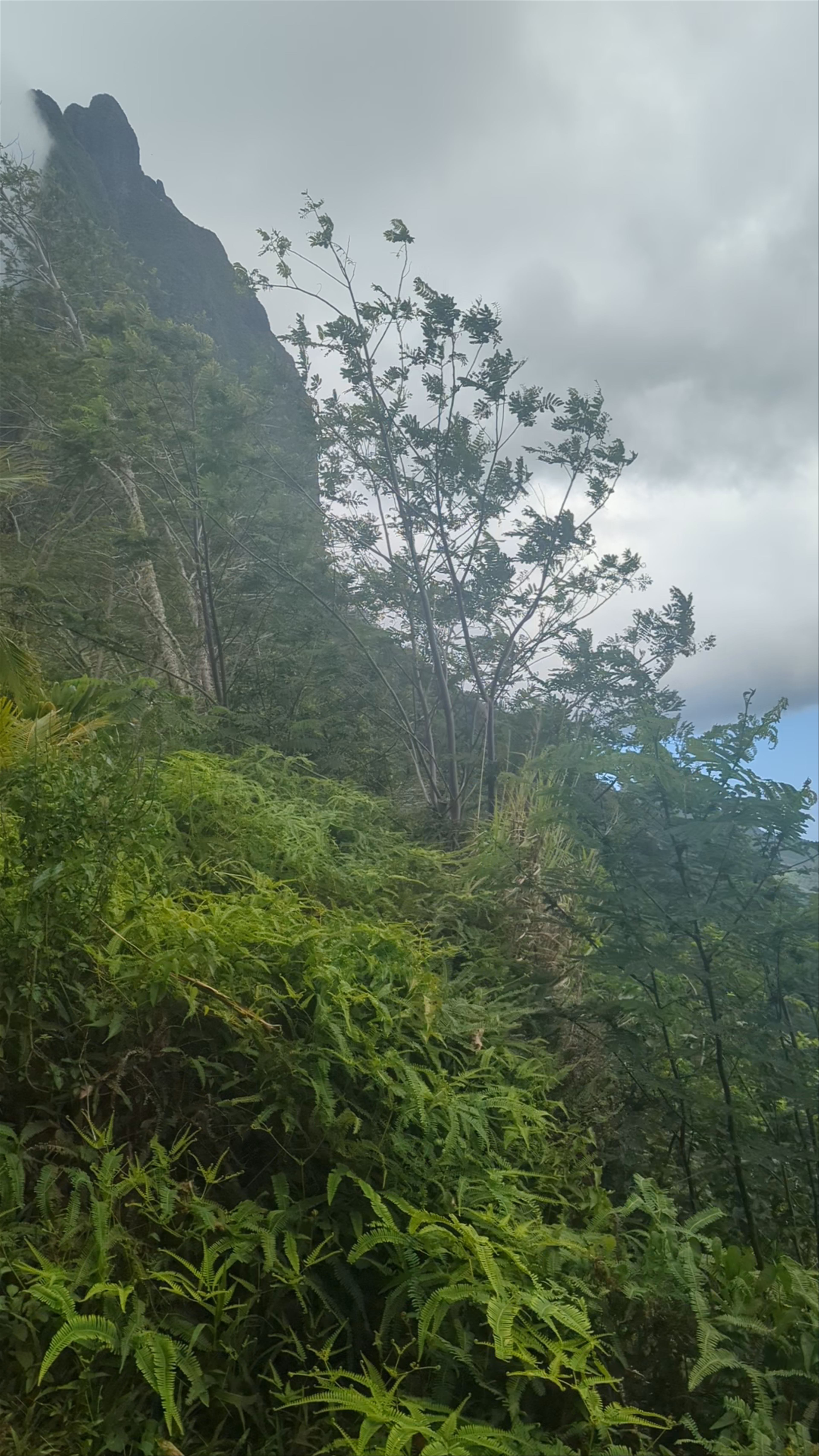 Three Coconuts Lookout