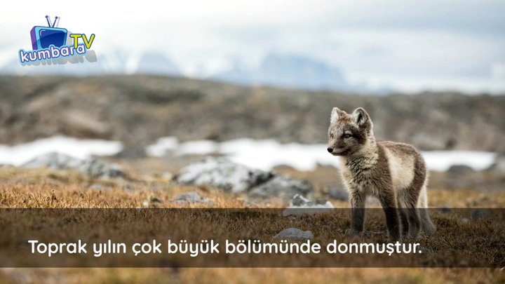 thumbnail Videolu Konular