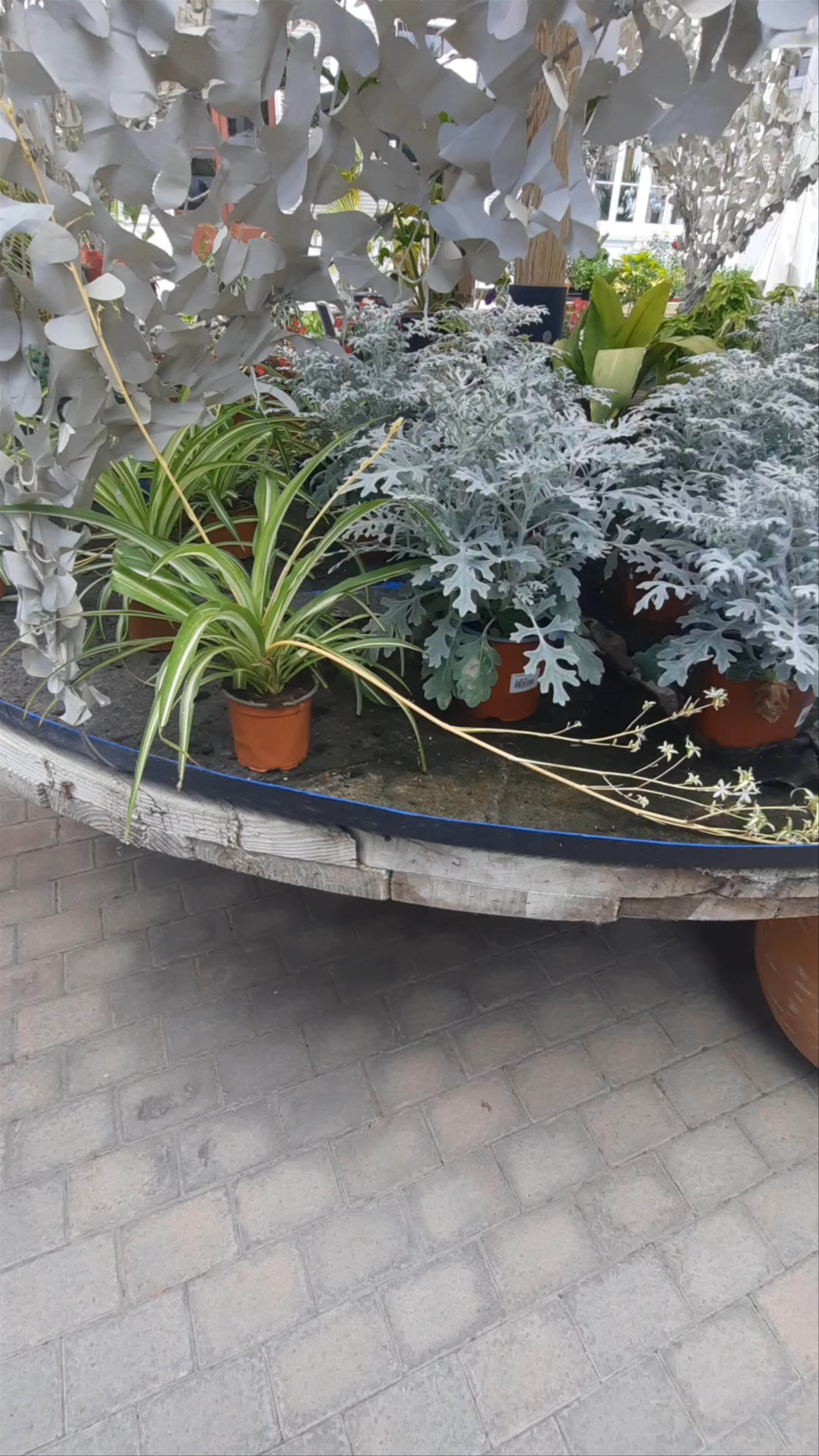 Grupo Anatura - La Casa De Las Semillas