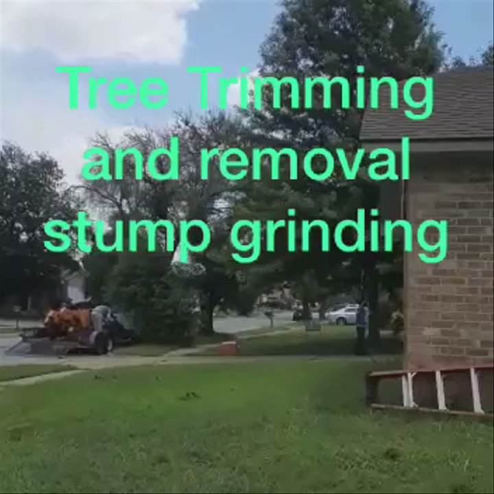 Jose‘s Tree Services - Good work - Tree Services Near Me