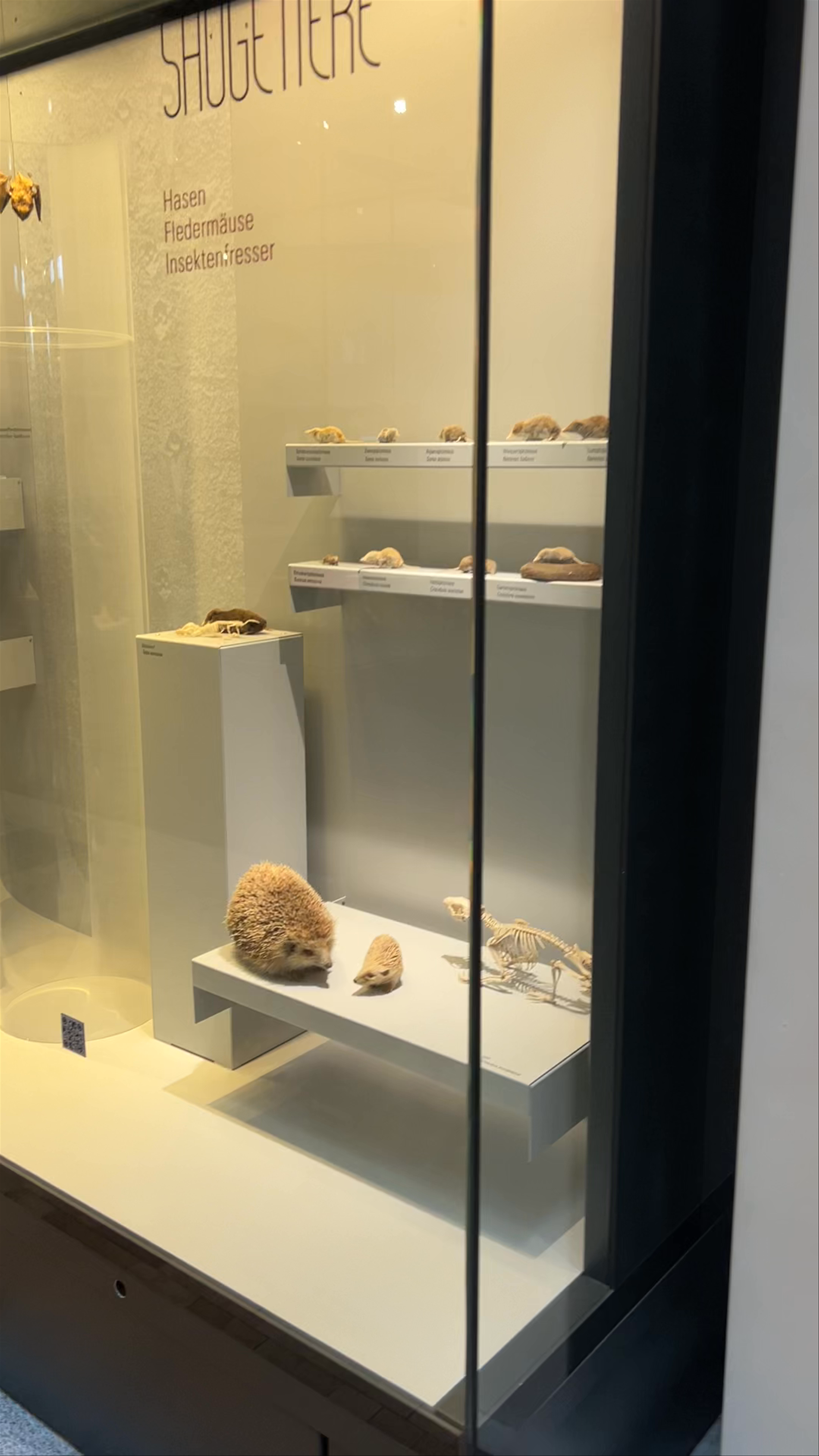 Zoological Museum of Zurich