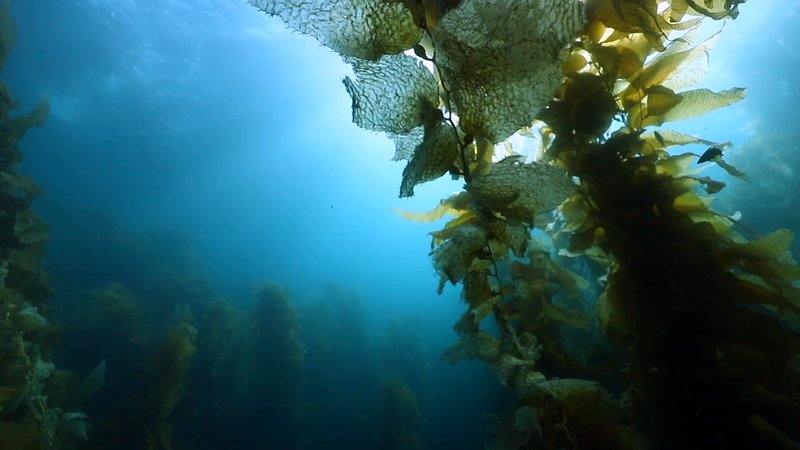 Kelp Forest, California poster