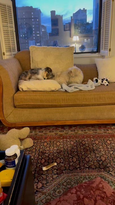 Gramercy Bark - Ginger and Skye hanging out on the couch - Pet Sitting Near Me - New York, New York